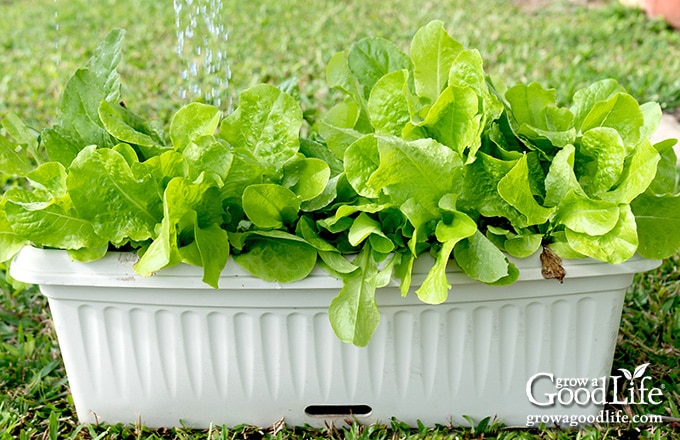 leafy green lettuce growing in a window box