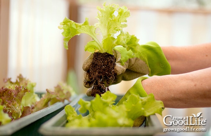 transplanting lettuce seedling into a window box