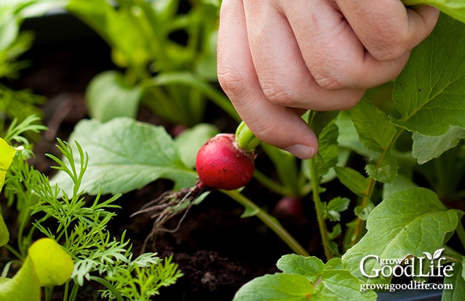 harvesting a radish from a garden planter