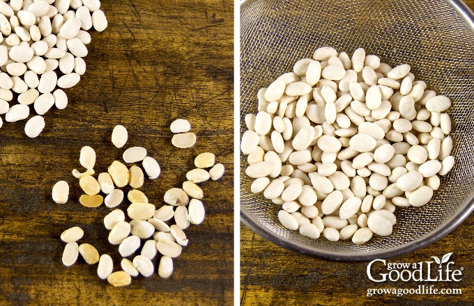 sorting out broken beans and rinsing dried beans 