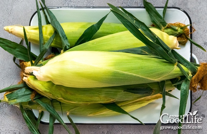 fresh corn on a white metal tray