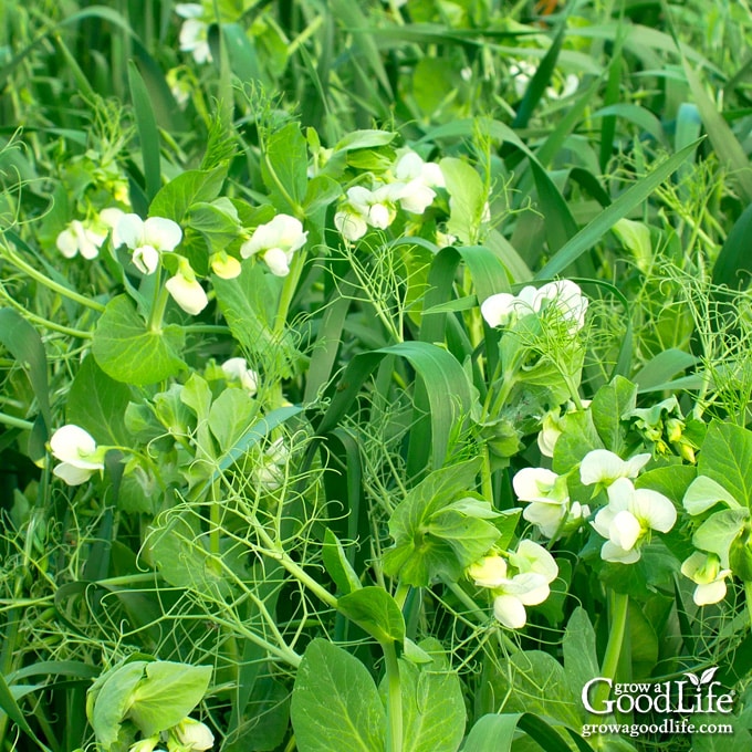 Close up of cover crop growing in the garden including field peas, oat grass, and vetch.