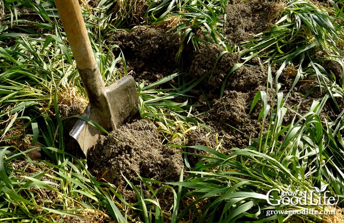 Turning over a cover crop in the garden.