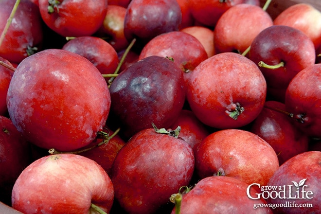 close up image of crabapples in a basket