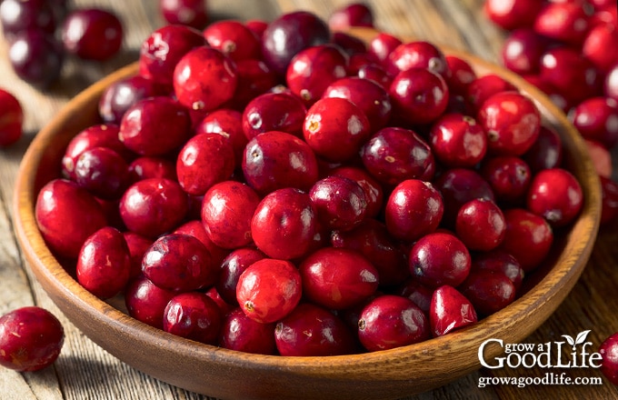 bowl of fresh cranberries