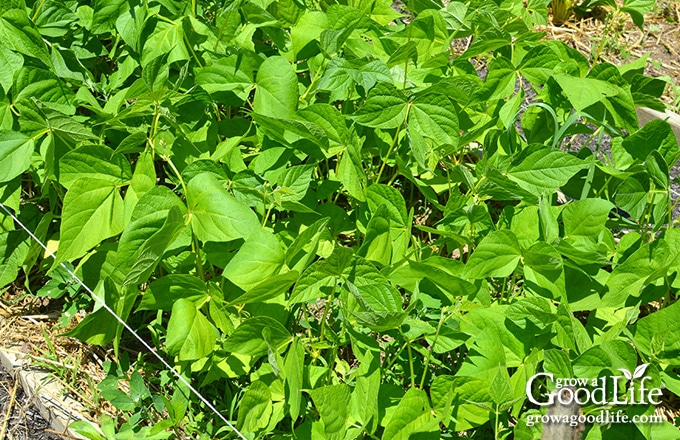 bush beans growing in the garden