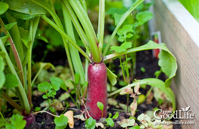 radish growing in the garden