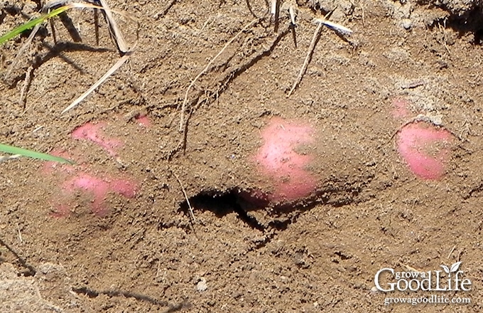 digging up red potatoes in the garden