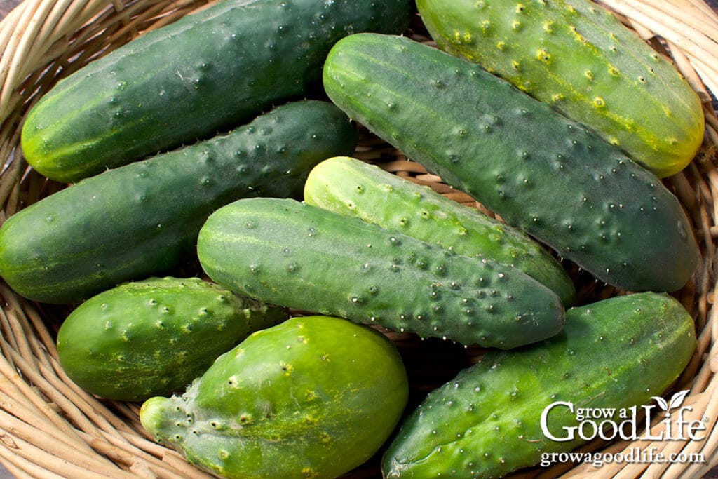 Cucumbers in a harvest basket.