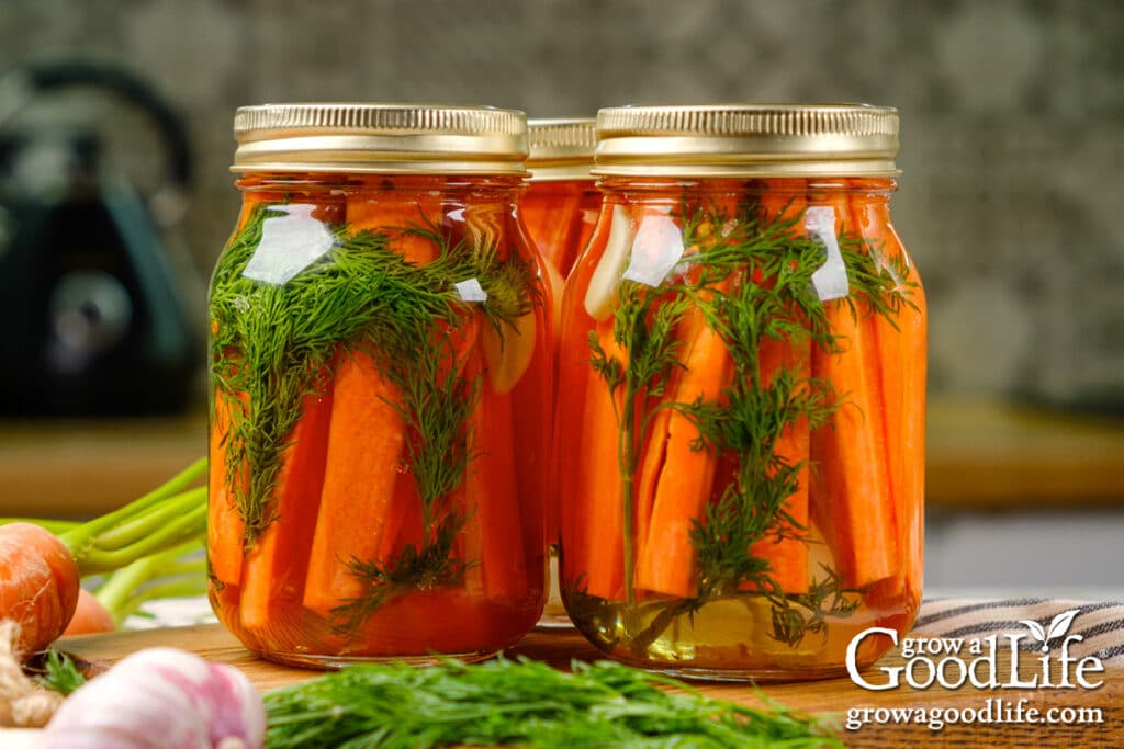 Jars of home canned dill pickles on a table.