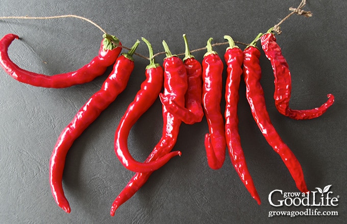 red cayenne peppers threaded with a string for hanging