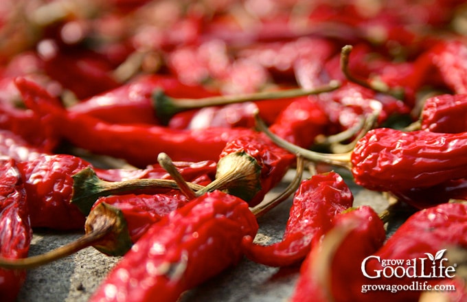 closeup of dried red chile peppers on a baling sheet