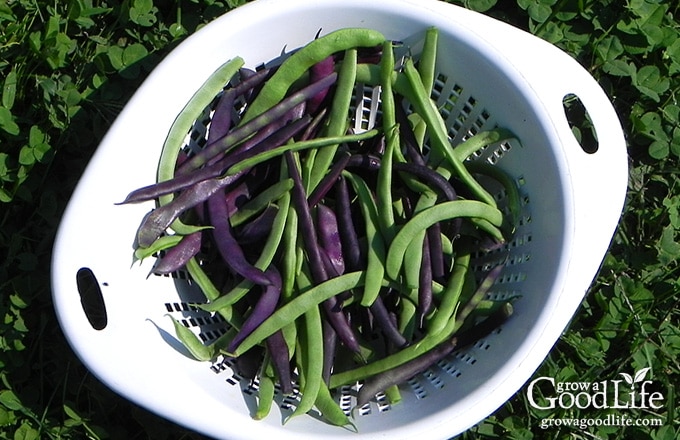 close up of a basket of freshly harvested green and purple string beans