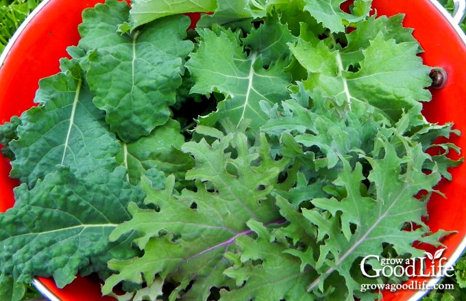 kale harvest in a basket