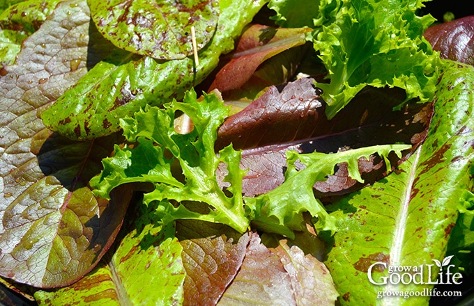 close up of baby lettuce greens