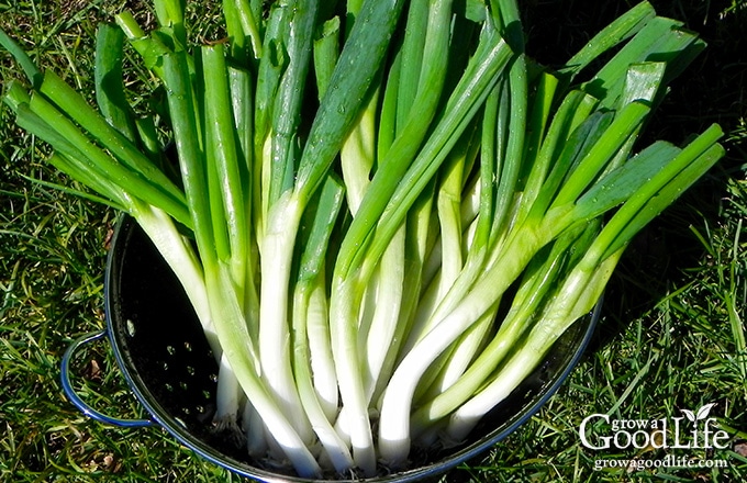 green onions in a basket