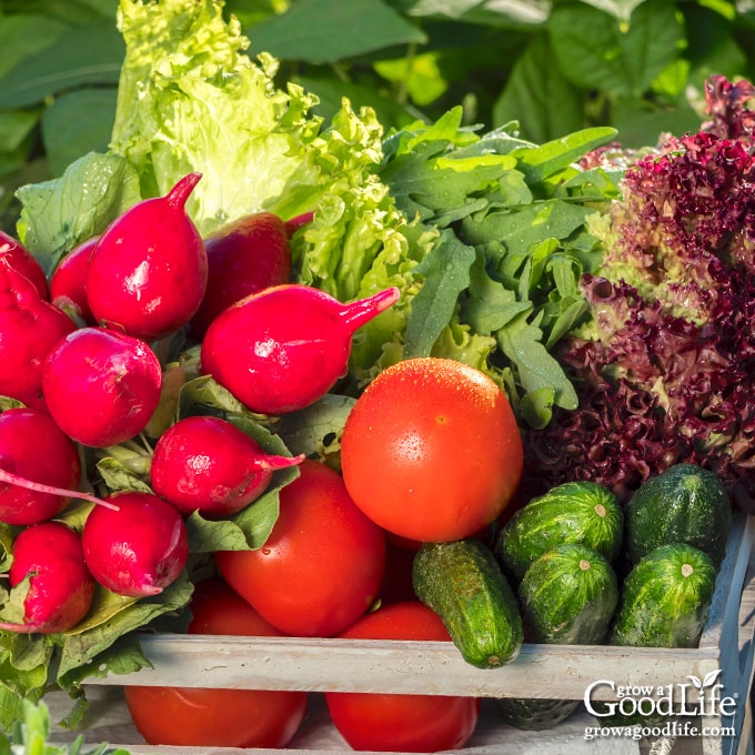 harvest basket of easy veggies to grow)