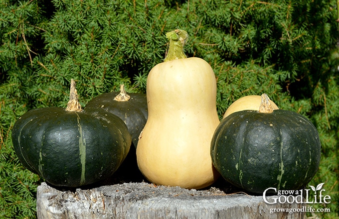 Mature butternut and buttercup squash.