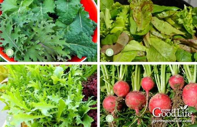 5) Kale, 6) Lettuce, 7) Mustard Greens, 8) Radishes