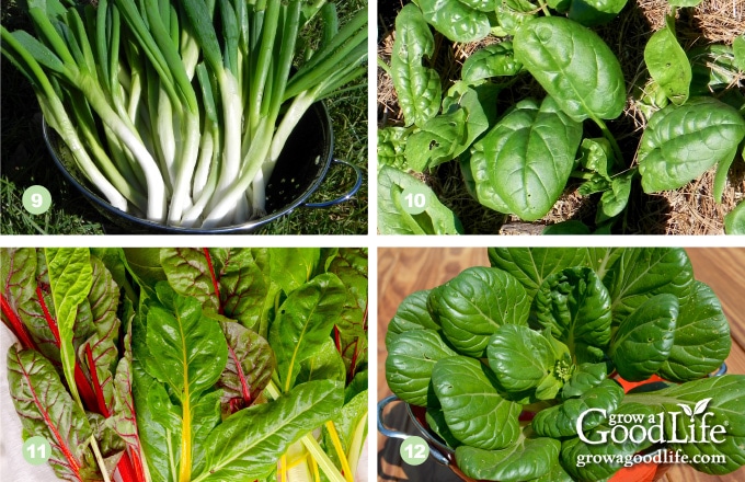 9) Scallions, 10) Spinach, 11) Swiss Chard, 12) Tatsoi