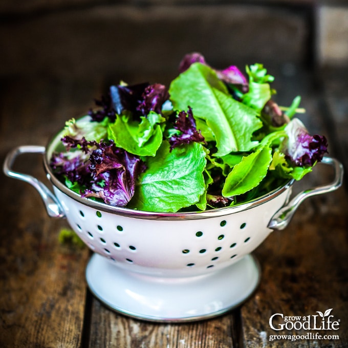 Freshly harvested greens in a basket.