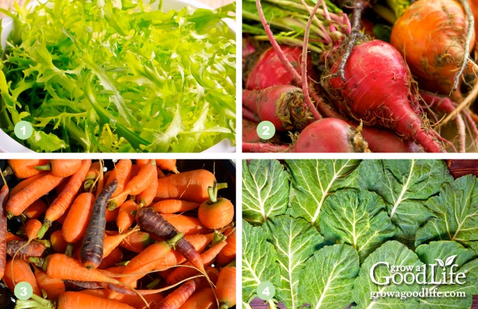 photos of arugula, beets, baby carrots, and collards