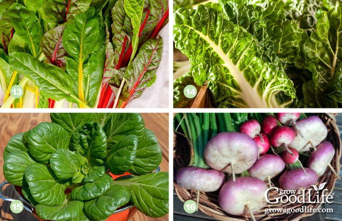 photos of two types of swiss chard, tatsoi, and turnip