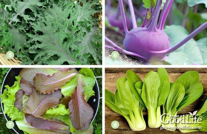 photos of kale, kohlrabi, lettuce, and pak choi