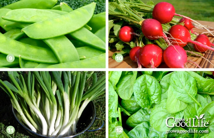 photos of peas, radish, scallions, and spinach harvests