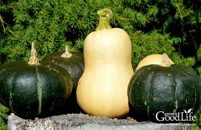 Take advantage of your local farmers’ markets and farm stands in the fall and stock up on these locally grown crops for your winter food storage. If you have an area in your basement, crawlspace, or garage that stays cool all winter long, you can make use of these cold spots to keep storage crops fresh well into winter.