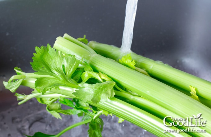 bunch of celery under a stream of running water