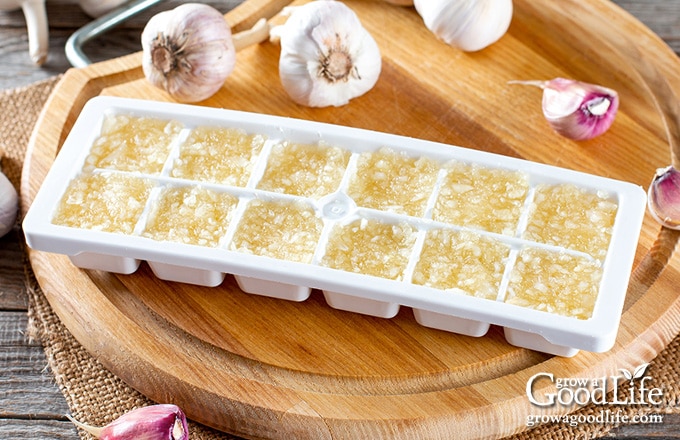 pureed garlic and oil in ice cube trays ready for the freezer