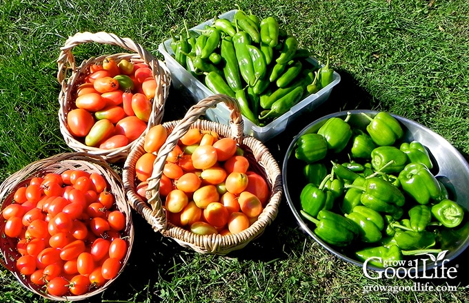 bowls and baskets of tomatoes and peppers