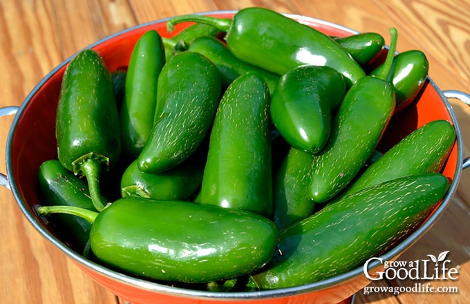 green jalapeno pepper harvest in basket