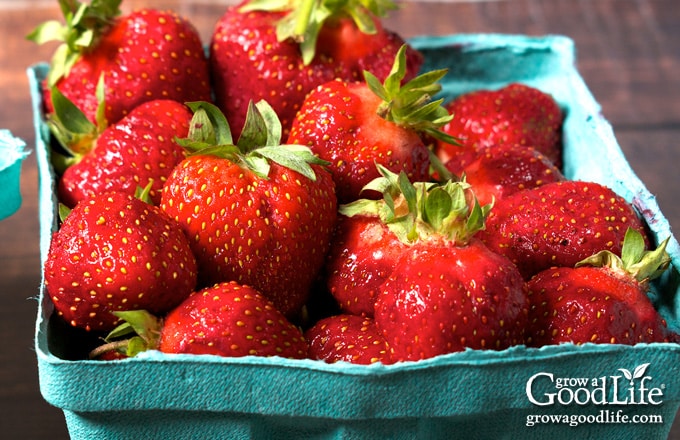 Fresh strawberries in teal berry baskets.