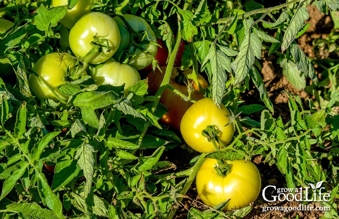 unripe tomatoes on the vine