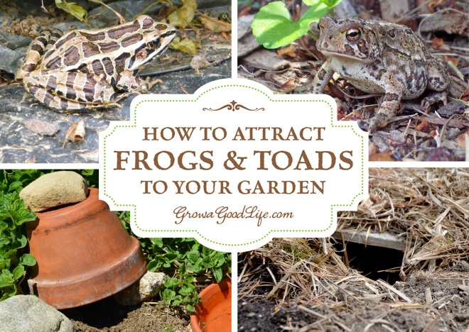 Attracting and encouraging frogs and toads to live in your garden keeps the pest population down and reduces the need for pesticides or other natural insect deterrents. Just one frog or toad can eat up to 10,000 pests during the garden season. Here are some tips on how to attract and encourage toads and frogs to live in your garden.