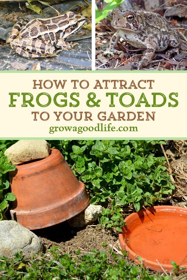 Inviting Frogs and Toads to Your Garden