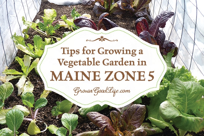 Tips for growing a vegetable garden in colder climates.