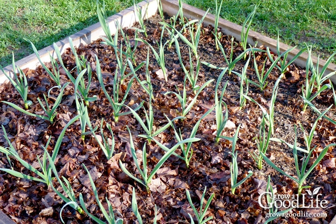 20 Garden Mulching Tips from Seasoned Growers | Grow a Good Life