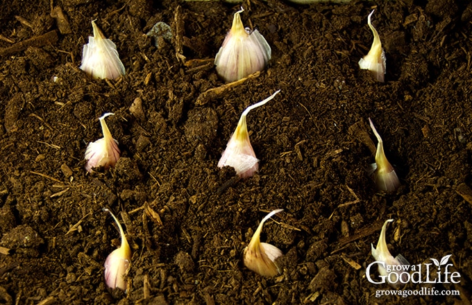 garlic coves planted in soil