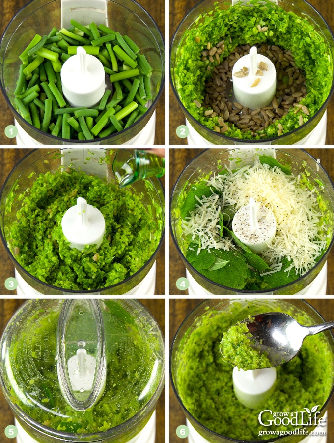 Steps to Making Garlic Scape Lemon Balm Pesto