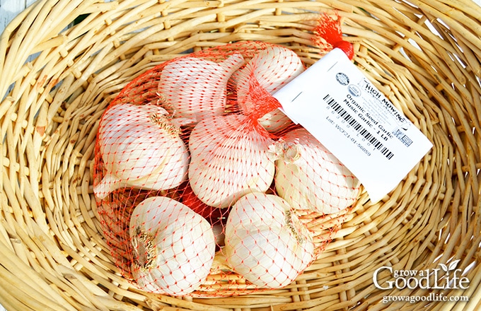 garlic seed in a mesh bag