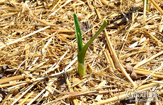 Planting garlic in the fall allows the roots to begin growing. When winter arrives and the ground freezes, the plants go dormant. Once the soil warms up in the spring, the garlic will start growing again right where it left off. 