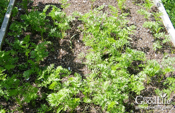 image of a patchy carrot bed