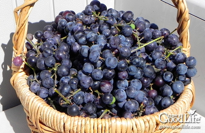 concord grapes in a basket