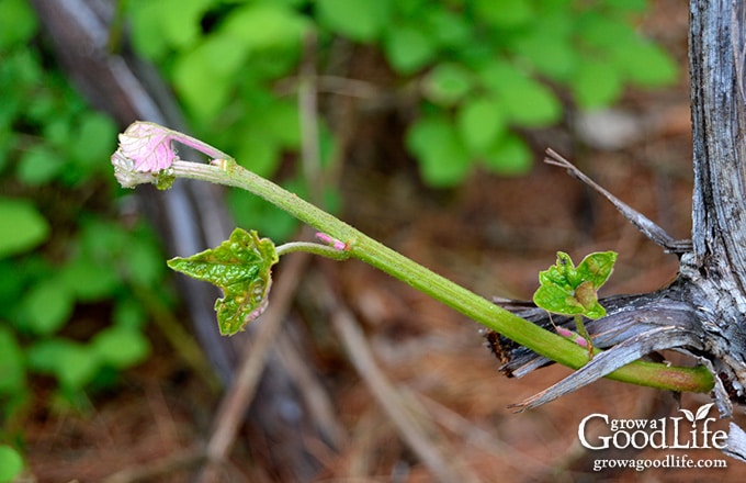 grape vine beginning to grow in spring