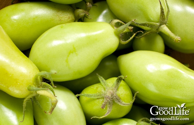 Close up of green tomatoes in a bowl.