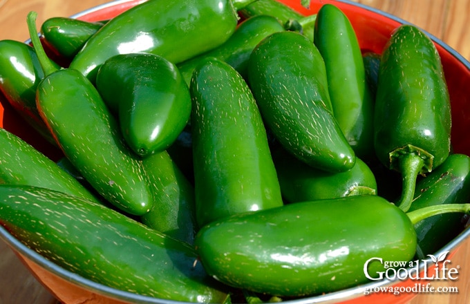 Green jalapeno peppers in a harvest basket.