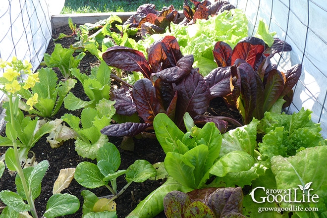 Spring greens growing under hoops.